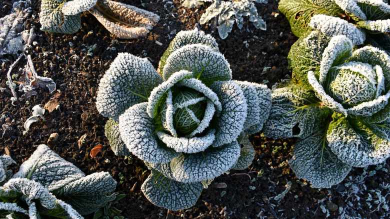 Frost-covered cabbage