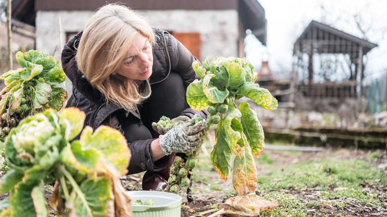 Gardening in winter