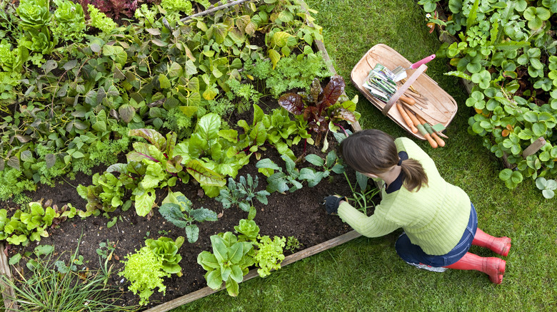 Gardeners holding vegetables 