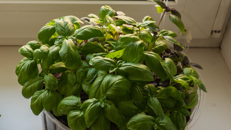 basil seedlings growing in a container