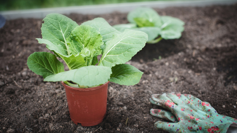 cabbage seedling in pot on raised bed net to a patterned glove