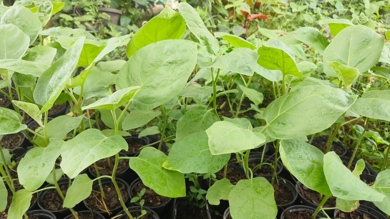 eggplant seedlings in pots