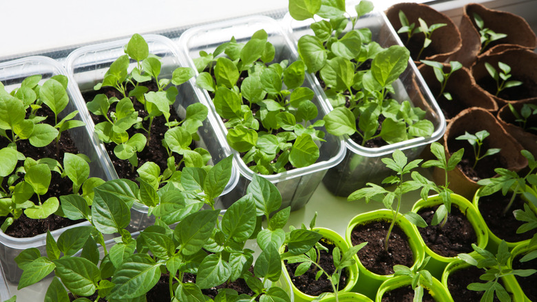 Vegetables You Should Start Growing In Containers This March