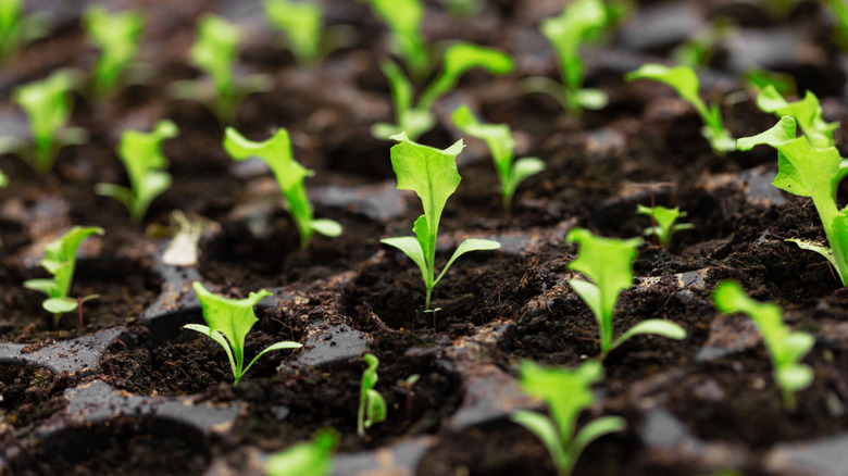 lettuce seedlings in trays