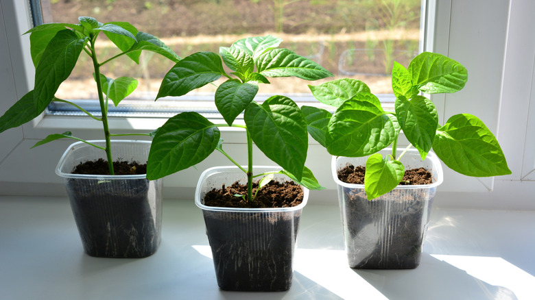 pepper seedlings on a windowsill indoors