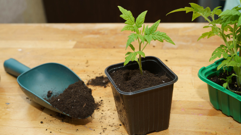 tomato seedling in pot, shovel with dirt