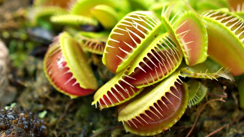 Venus flytrap 