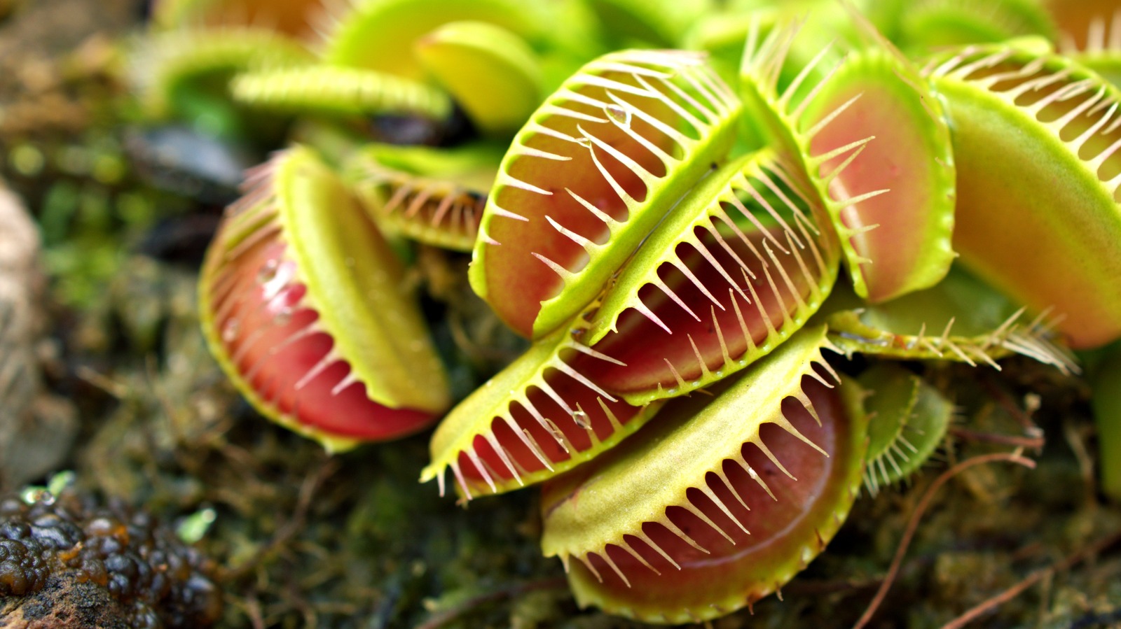 Venus Flytraps Are Sensitive What You Need To Know About Temperature