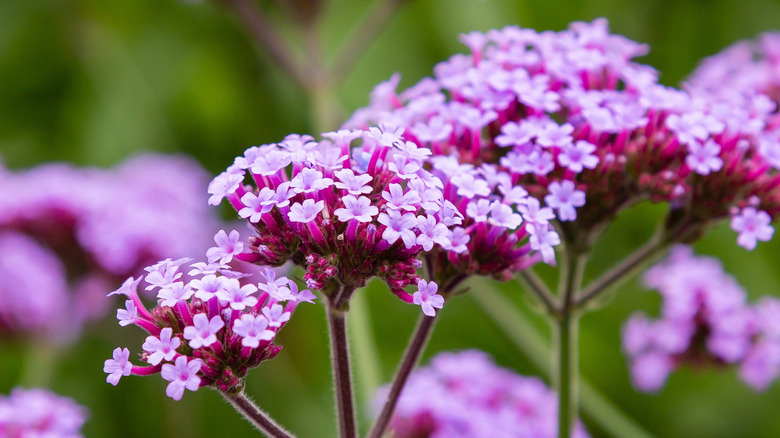 Verbena flowers close up