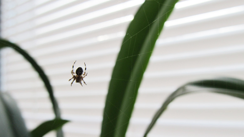 spider on widow blinds