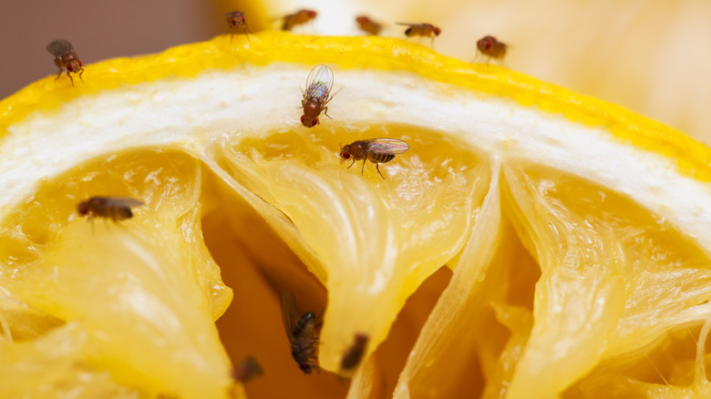 fruit flies on lemon