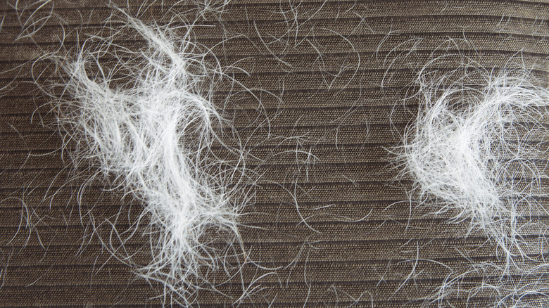 White pet hair on a brown fabric