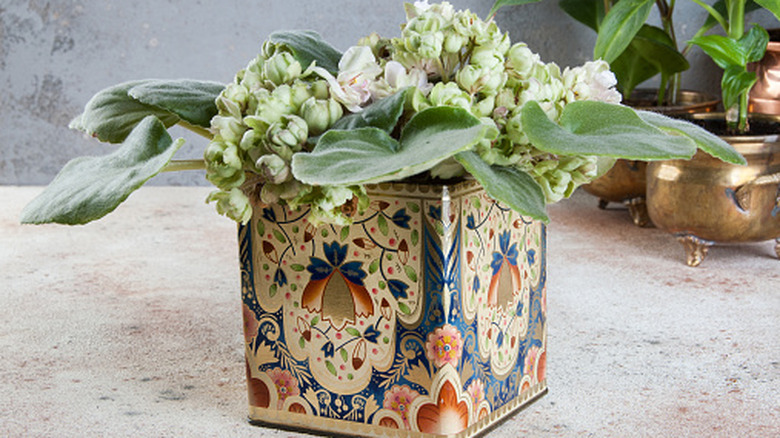 close up of vintage tin used as a planter