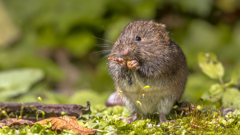 Vole eating