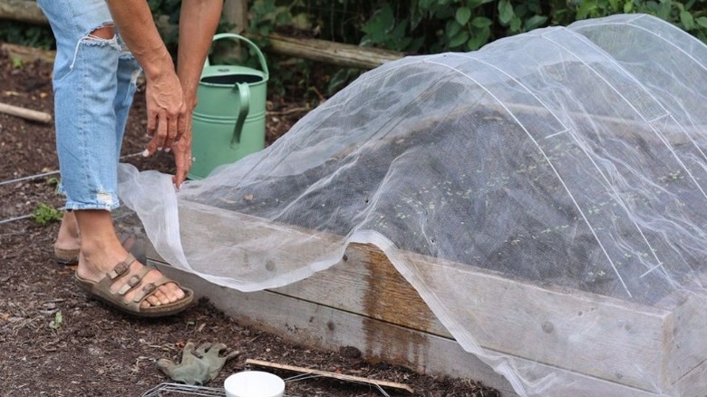 A person securing tulle over a garden bed