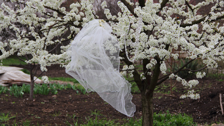 A wedding veil hanging on a white cherry blossom tree