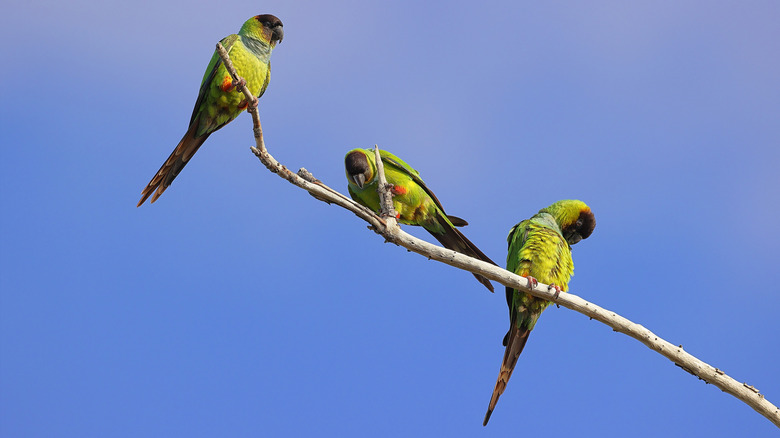 Nanday parakeets sitting on a branch