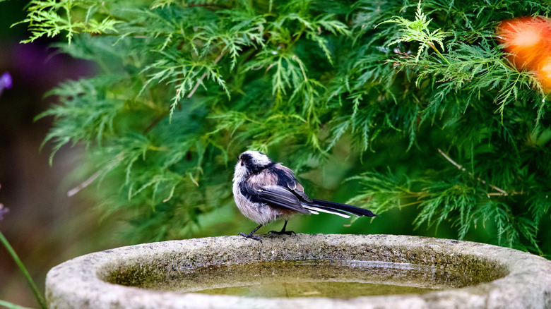 a long tailed titi perched on a garden bird bath.