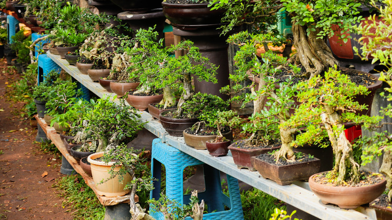 A selection of bonsai trees in decorative ceramic planters for sale at a nursery.
