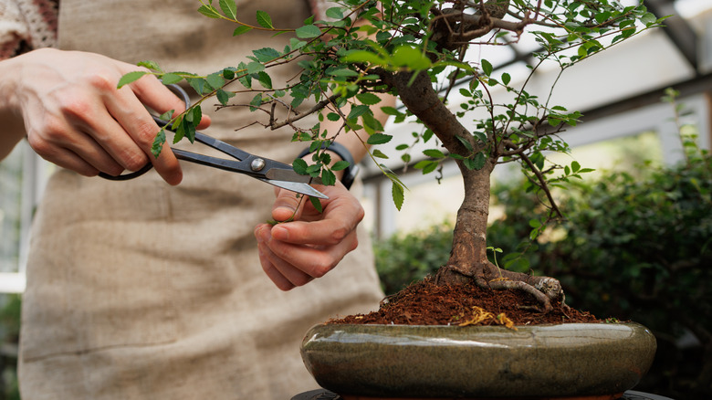 A gardener cuts the branches of a bonsai tree using scissors.