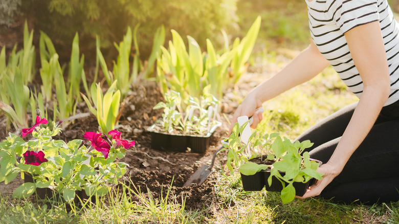 Woman planting flowers in garden