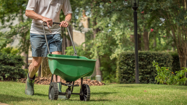 man seeding lawn