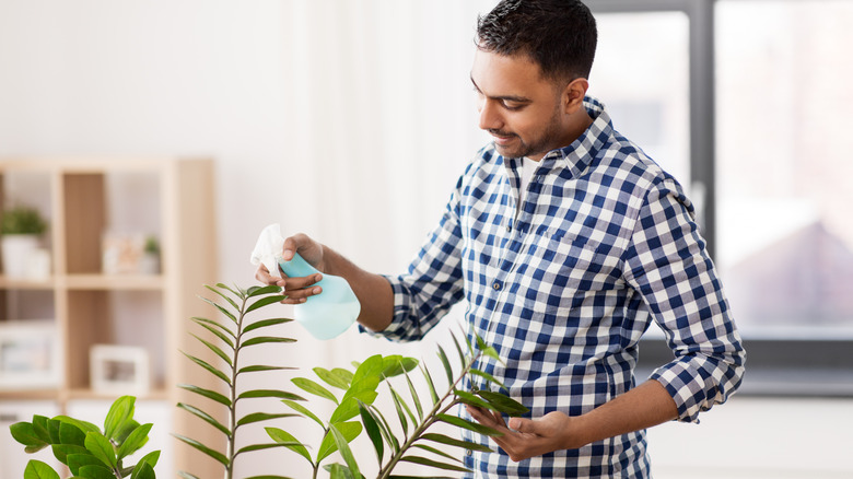 man in checkered shirt sprays zz plants leaves with a spray bottle