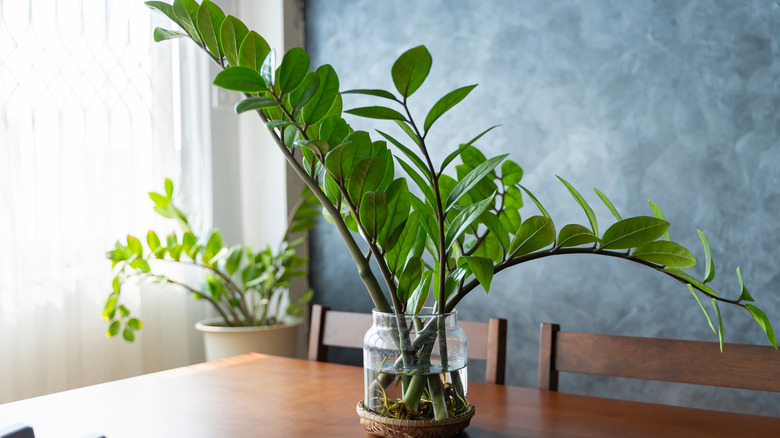 zz plants on display in dining room, one on wooden table and another in background near window