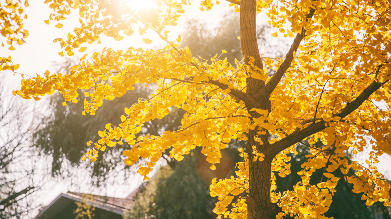 Yellow-leafed branches of 'Autumn Gold' ginkgo backlit by the sun