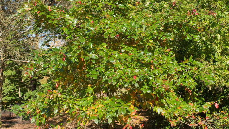 A black tupelo tree in growth