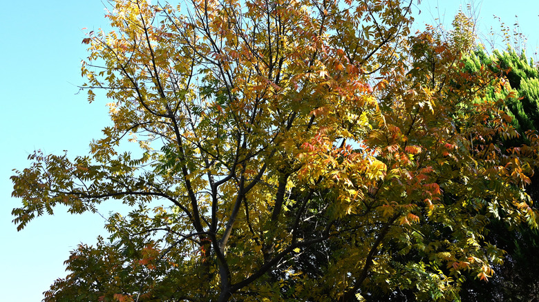 Dense stems of a Chinese pistache tree