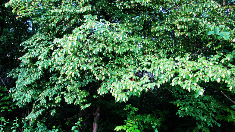 Flower laden branches of Eastern hop-hornbeam