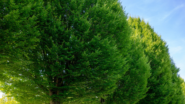 Dense European hornbeams planted along a sidewalk