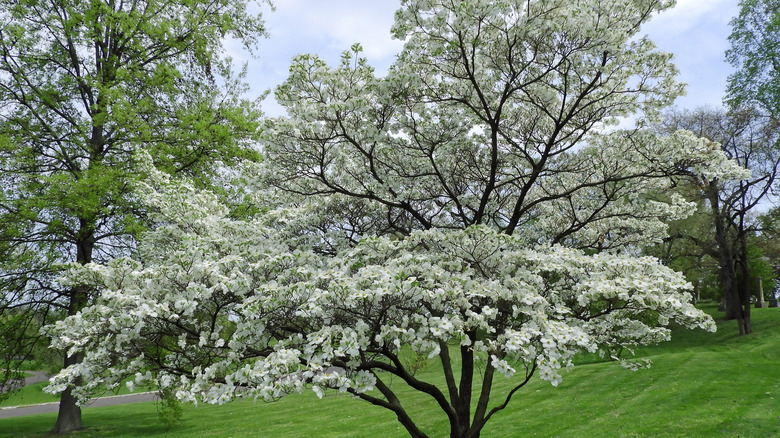 A young flowering dogwood with blooming white flowers