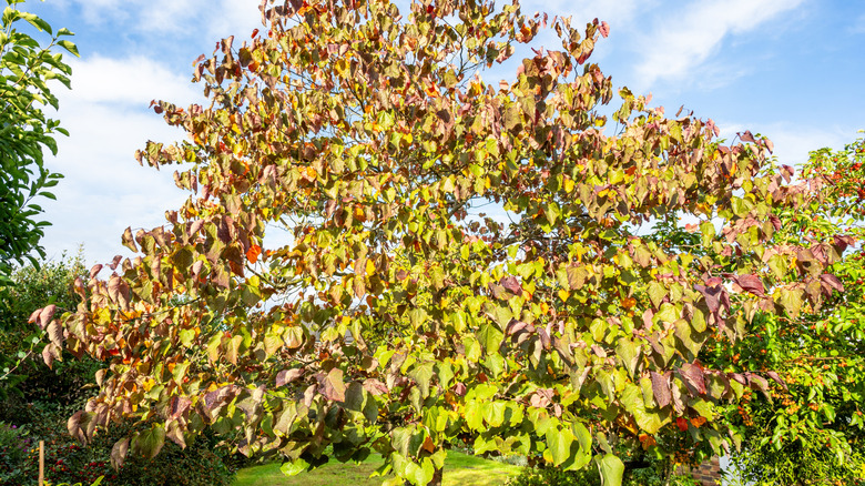 'Forest Pansy' redbud's leaves turning purple in fall