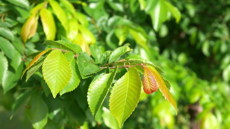 Bright green leaves of frontier elm