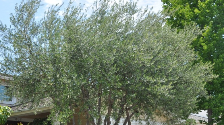 Wilsonii olive tree growing in yard