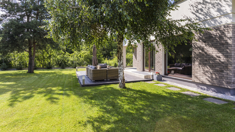 Tall trees providing shade in the backyard of a house