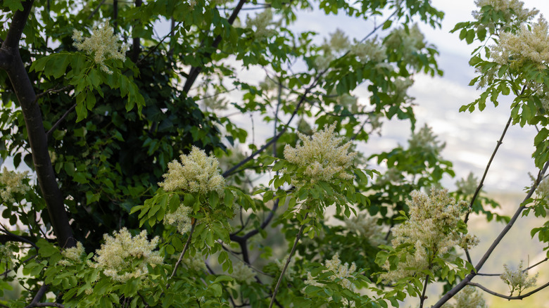 White flowers on Japanese tree lilac