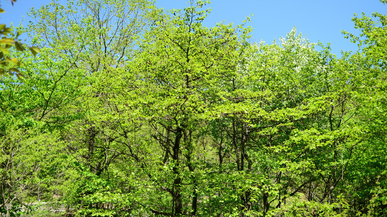 Green leaves of a mature Manchurian alder