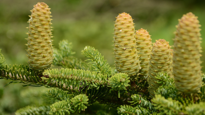 Cones and stem of momi fir