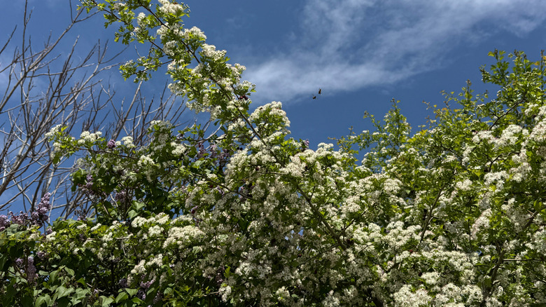 Parsley hawthorn's branches are covered in white flowers and green leaves