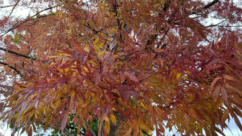 Big autumnal leaves of Raywood ash
