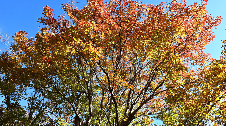 Red yellow fall leaves of trident maple