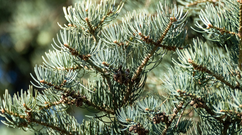 A closeup of the needles of a white fir tree