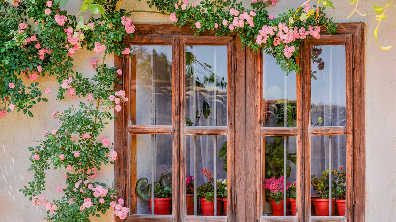 Pink climbing roses framing a cottage window.