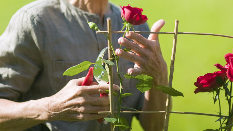 A gardener prunes some leaves off a red-flowering rose stem.