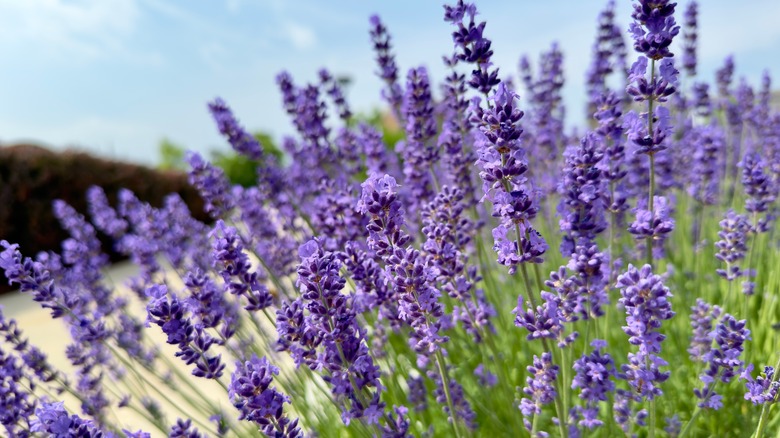 Close up photo of purple lavender flowers
