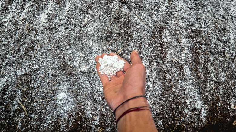 Hand holding white dolomite lime over ground