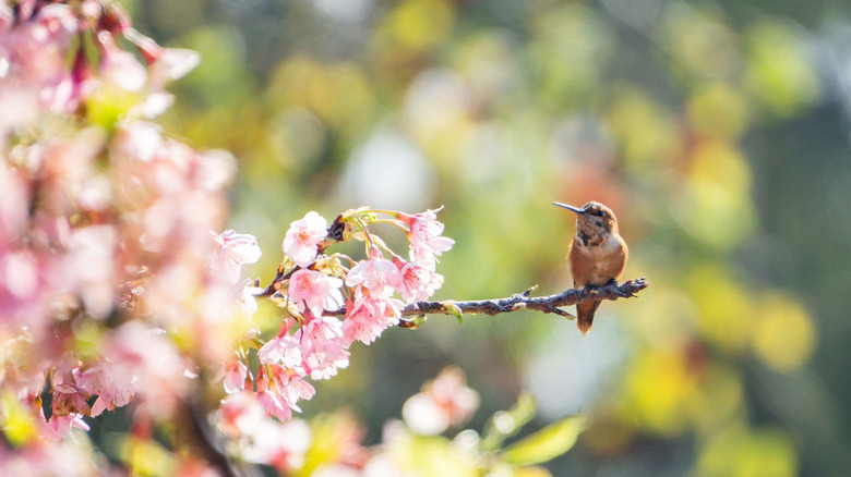 A hummingbird sitting on a tree branch